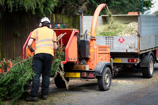 Best Tree Care Services  in Saticoy, CA